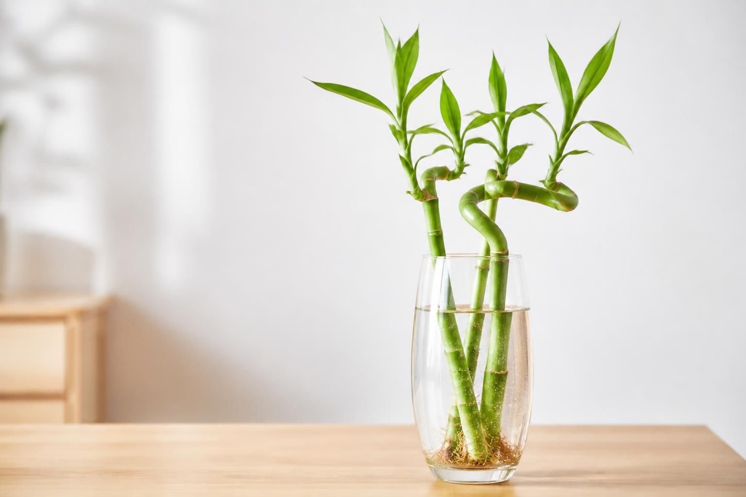 découvrez comment entretenir votre bambou d'intérieur dans l'eau avec notre guide complet du lucky bamboo, pour une plante saine et élégante dans votre maison.