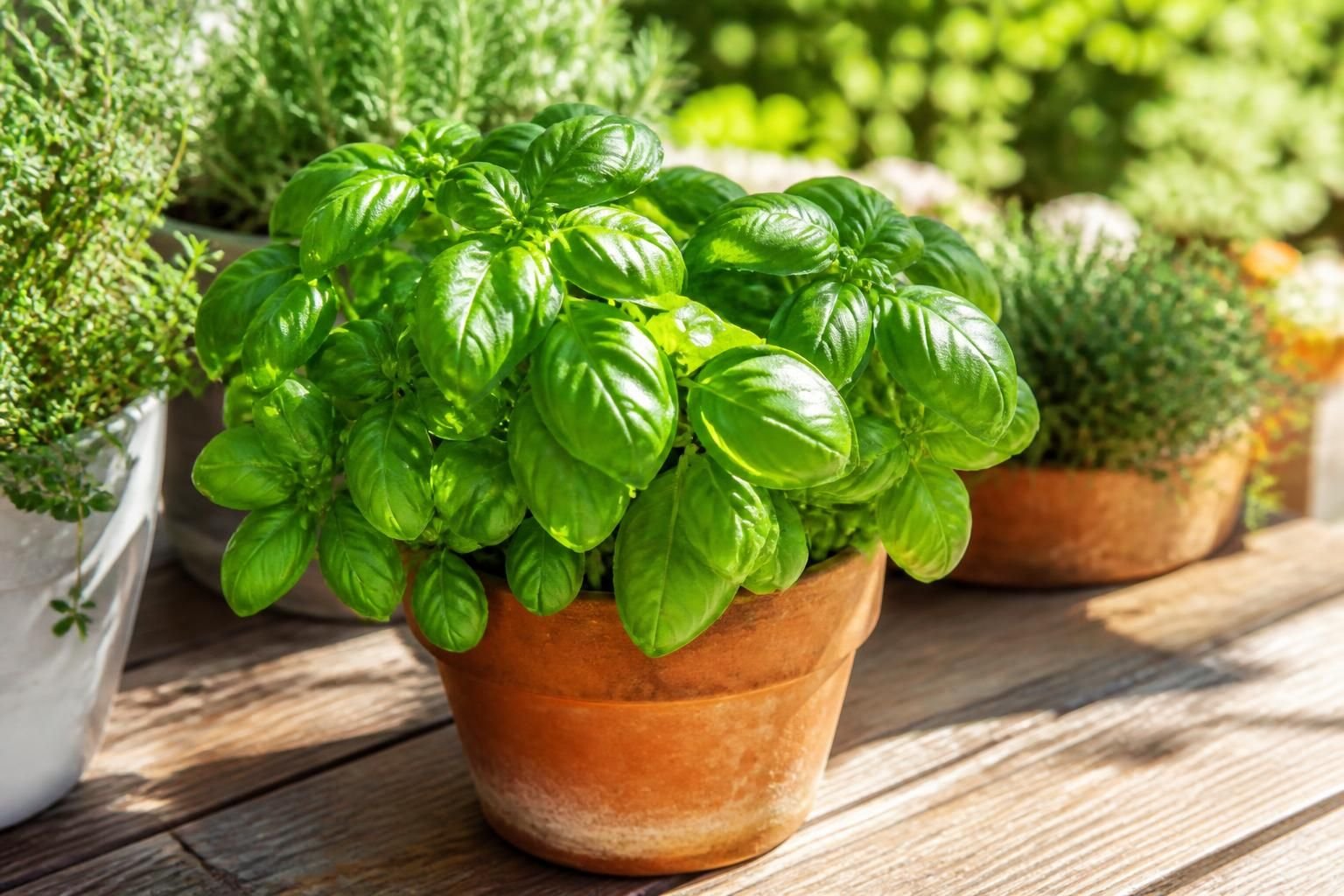 découvrez nos conseils pour réussir la culture du basilic en pot en extérieur et profiter d'une plante aromatique fraîche toute l'été.