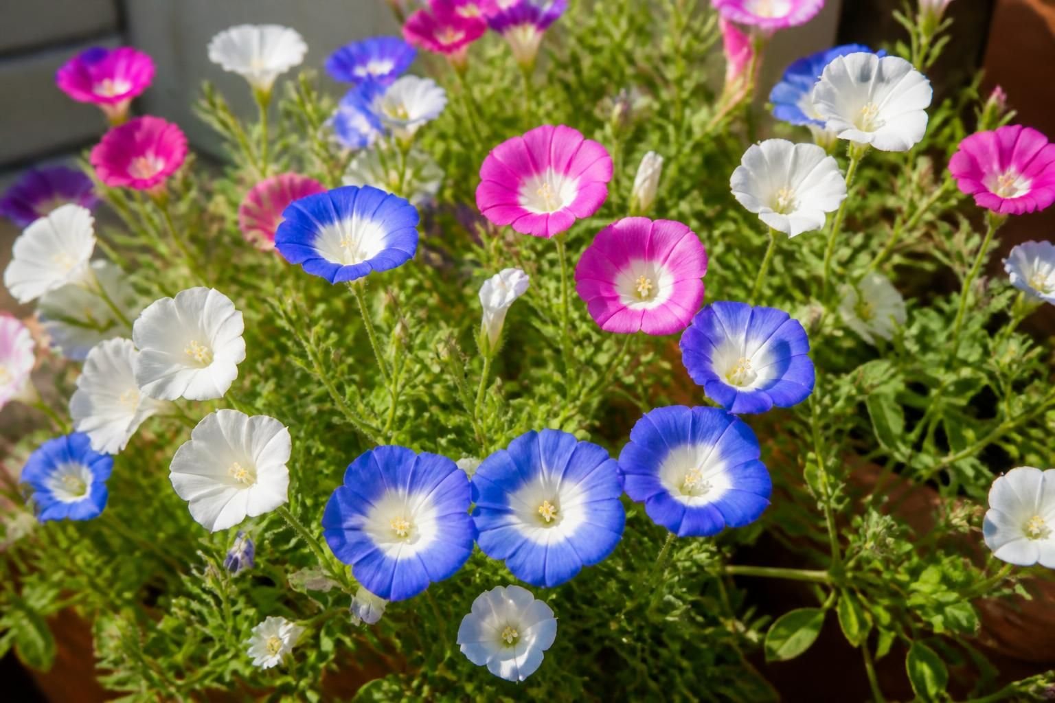 découvrez la belle-de-jour, une plante remarquable pour sa floraison éphémère mais généreuse, qui illumine votre jardin de ses magnifiques fleurs délicates.