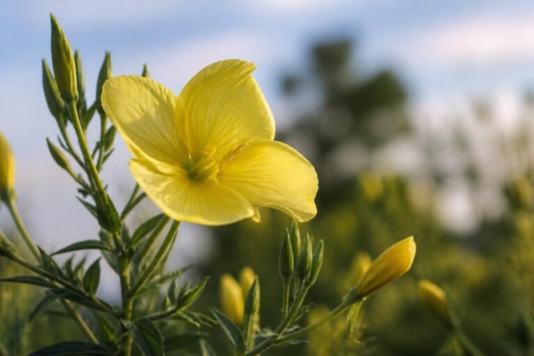 découvrez la belle-de-jour, une fleur au charme éphémère mais à la floraison généreuse qui illumine votre jardin avec élégance.