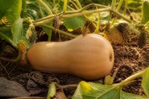 découvrez comment reconnaître quand une butternut est mûre pour la récolter à point grâce à nos conseils simples et efficaces.