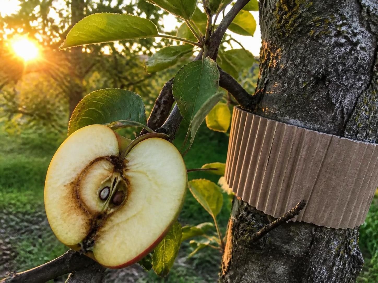découvrez comment traiter naturellement le carpocapse, le ver de la pomme, pour protéger vos vergers sans produits chimiques.