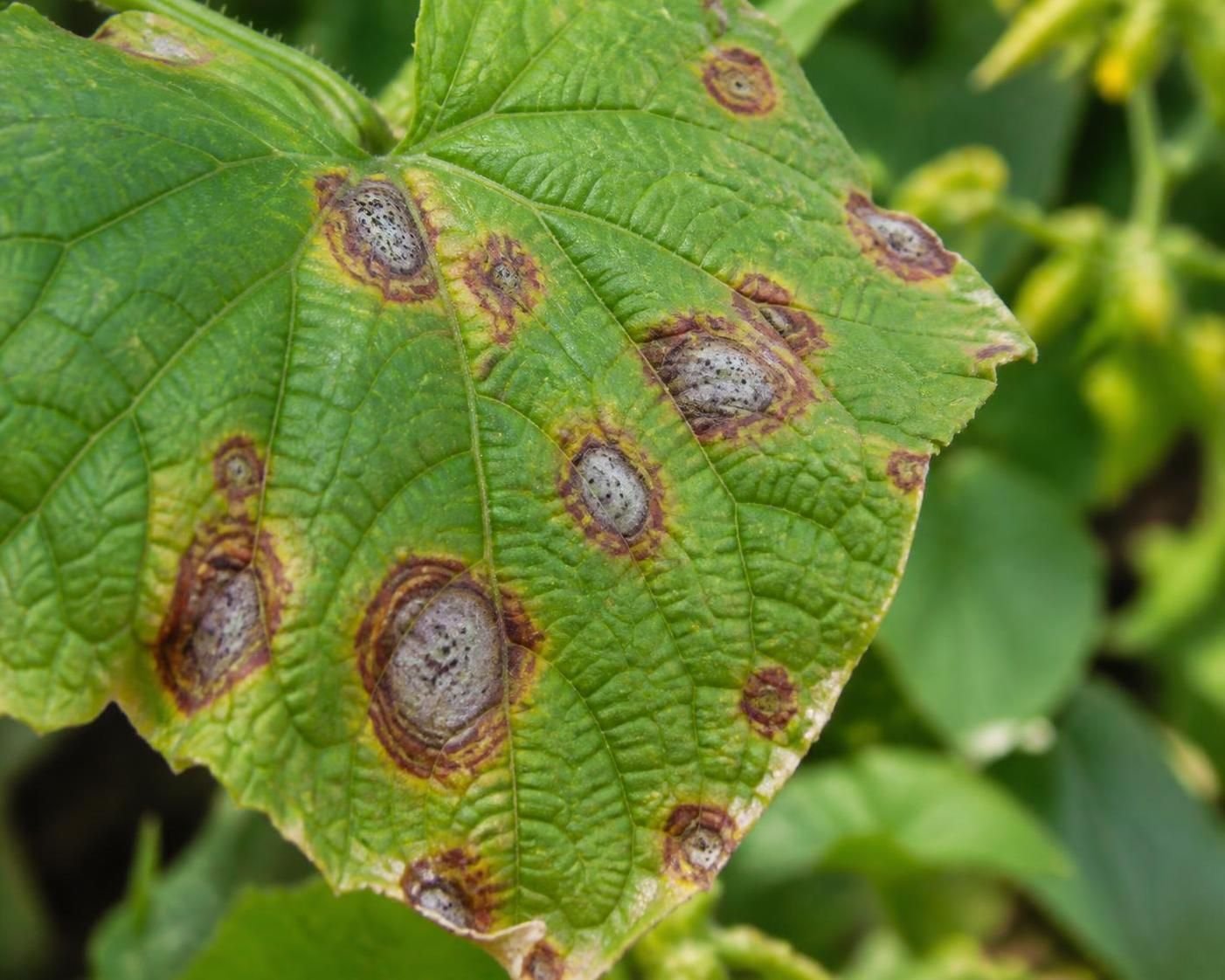 découvrez comment identifier et traiter efficacement les taches foliaires causées par la cercosporiose pour protéger vos plantes et améliorer leur santé.