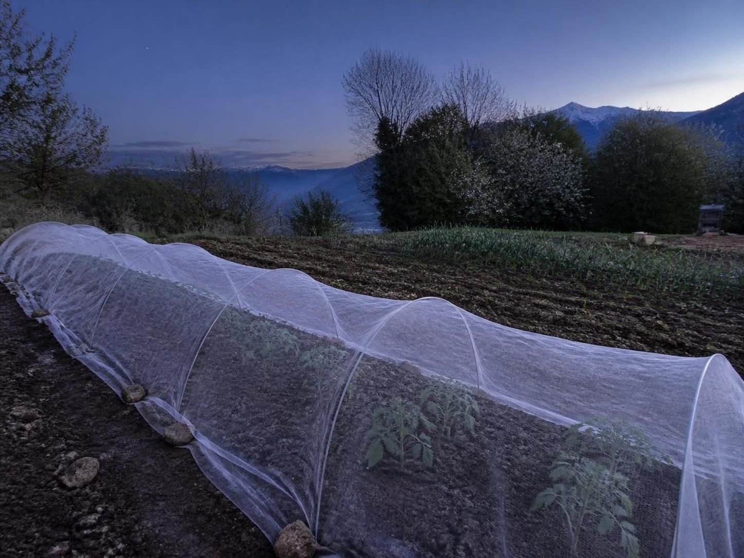 découvrez les dates des saints de glace et leurs véritables impacts sur votre jardin pour mieux protéger vos plantes des gelées printanières.